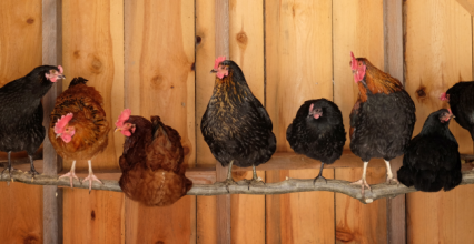 Les avantages de la terre de diatomée non-calcinée !